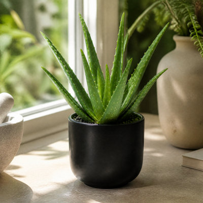 Plants By Post Aloe Vera Plant A - Matt Black - Image 3