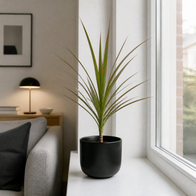 Plants By Post Black Dracaena Marginata Dragon Tree - 12Cm Tropical Houseplant - Matt Ceramic Pot - 1 - Image 3