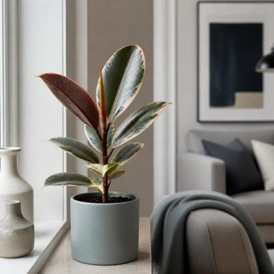 Plants By Post Ficus Belize Pink Rubber Plant F - Matt Grey - Image 3