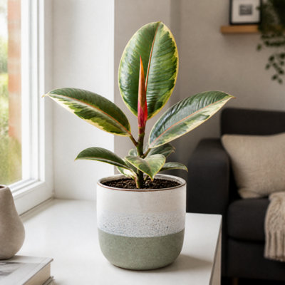Plants By Post Ficus Belize Pink Rubber Plant D - Grey Stoneware - Image 3