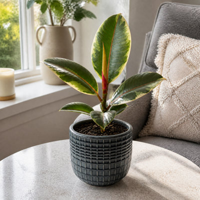 Plants By Post Ficus Belize Pink Rubber Plant E - Grey Ceramic - Image 3