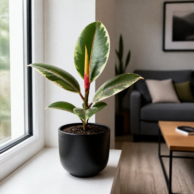 Pink/Black Ficus Belize Rubber Plant 12Cm Pot – Variegated Indoor Houseplant - 1 - Matt Ceramic Pot - Image 3