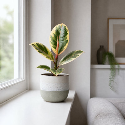 Plants By Post Ficus Tineke Rubber Plant C - Grey Stoneware - Image 3
