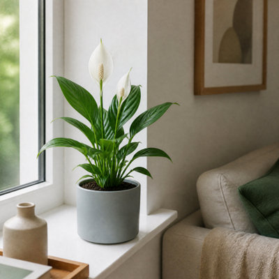 Plants By Post Spathiphyllum Peace Lily D - Matt Grey - Image 3