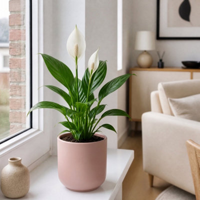 Plants By Post White/Pink Peace Lily Plant 12Cm - Air Purifying Houseplant Elegant Indoor Plant With Flowers - Matt Ceramic Pot - 1 - Image 3