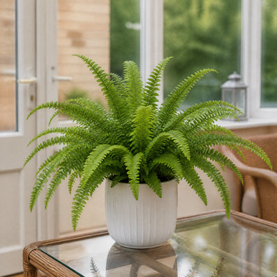 Plants By Post Nephrolepis Boston Fern E - Glossy White - Image 3