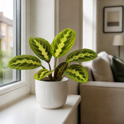White Maranta Lemon Lime Prayer Plant 12Cm Pot – Variegated Indoor Houseplant - 1 - Glossy Ceramic Pot - Image 3