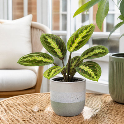 Plants By Post Maranta Lemon Lime Prayer Plant - Grey Stoneware - Image 3