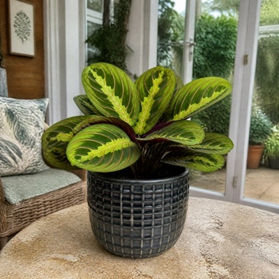 Grey Maranta Lemon Lime Prayer Plant 12Cm Pot – Variegated Indoor Houseplant - 1 - Ceramic Pot - Image 3