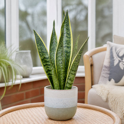 Plants By Post Sansevieria Superba Snake Plant A - Grey Stoneware - Image 3