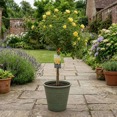 Plants By Post 7.5L Yellow Standard Rose Tree 100-110Cm A - Yellow - Image 3