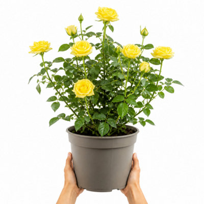 Yellow 5L Rose Anniversary Wishes Rose Bush - Beautiful Flowering Garden Plant - Nursery Pot - Image 3