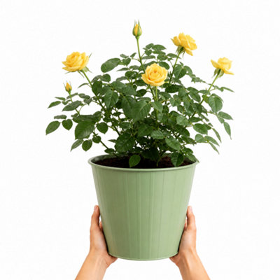 Plants By Post 5L Anniversary Wishes Yellow Rose Bush D - Yellow - Image 3
