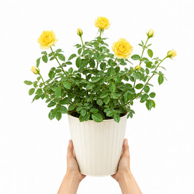 Yellow/Cream 5L Rose Anniversary Wishes Rose Bush - Beautiful Flowering Garden Plant - Metal Vertical Line - Image 3