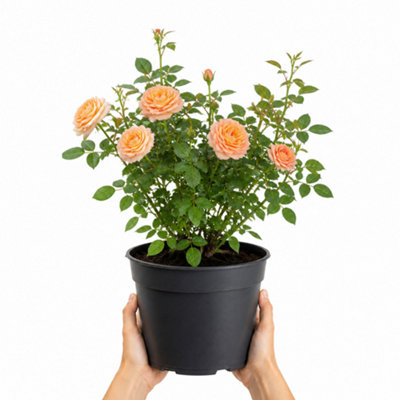  - 5L Many Happy Returns Peach Rose Bush In Nursery PotElegant Flowering Garden Plant
