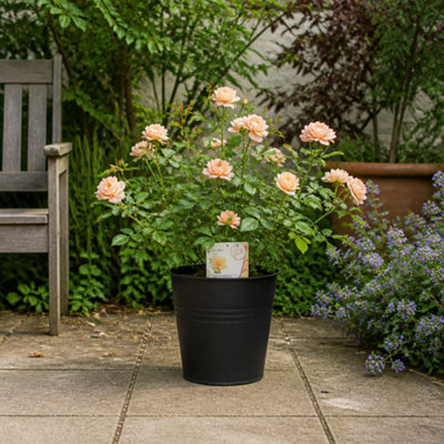 Peach/Black 5L Rose Many Happy Returns Rose Bush - Beautiful Flowering Garden Plant - Pail - Image 3