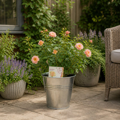 Plants By Post 5L Many Happy Returns Peach Rose Bush E - Peach - Image 3