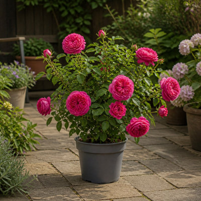  - 5L Let's Celebrate Dark Pink Rose Bush In Nursery PotFlowering Garden Plant
