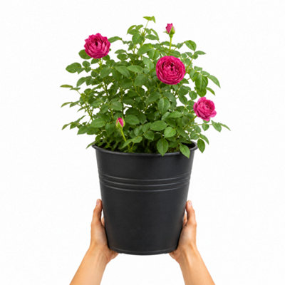Plants By Post 5L Let's Celebrate Dark Pink Rose Bush B - Dark Pink - Image 3