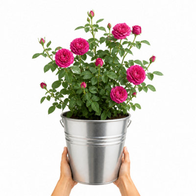 Dark/Pink 5L Rose Let's Celebrate Rose Bush- Beautiful Flowering Garden Plant - Zinc Pail - Image 3