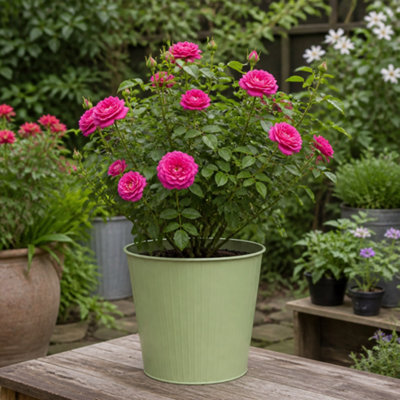Dark/Pink/Green 5L Rose Let's Celebrate Rose Bush- Beautiful Flowering Garden Plant - Metal Vertical - Image 3