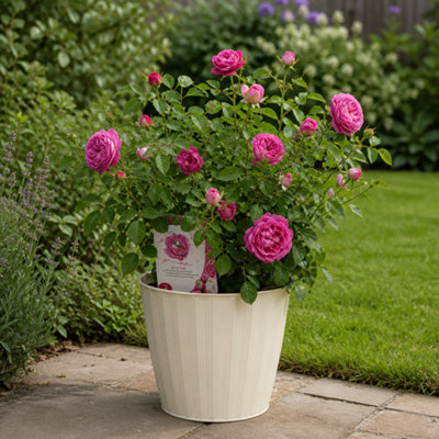 Plants By Post 5L Let's Celebrate Dark Pink Rose Bush - Dark Pink - Image 3