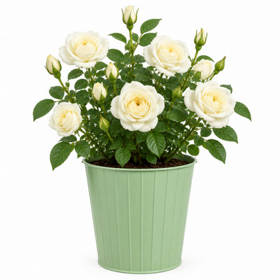 Plants By Post 3L Silver Anniversary Yellow Rose Bush - Silver-Anniversary-3L-Rose - Image 3