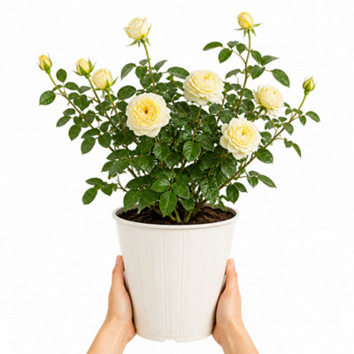 Silver/Cream 3L Anniversary Rose Bush - Beautiful Flowering Plant Gift - Metal Vertical Line - Image 3