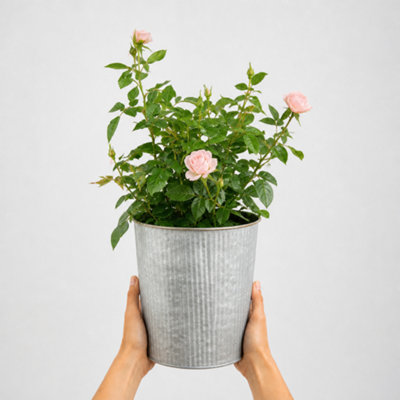 Silver/Light/Pink 3L Happy Wedding Rose Bush - Beautiful Flowering Plant Gift - Metal Vertical Line Zinc - Image 3