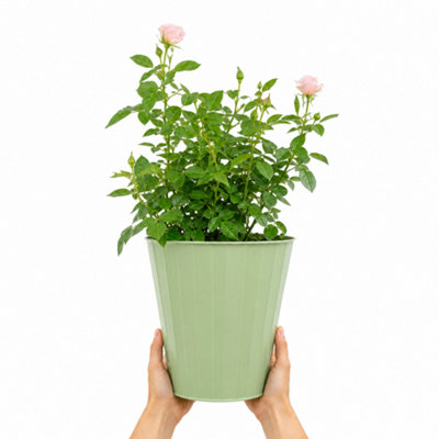 Plants By Post 3L Happy Silver Wedding Light Pink Rose Bush A - Happy-Silver-Wedding-3L-Rose - Image 3