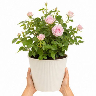 Silver/Light/Pink 3L Happy Wedding Rose Bush - Beautiful Flowering Plant Gift - Metal Vertical Line Cream - Image 3