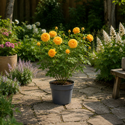 Plants By Post 3L Golden Wedding Yellow Rose Bush C - Golden-Wedding-3L-Rose - Image 3