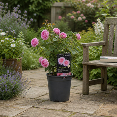 - 3L Mum In A Million Pink Rose Bush In Nursery PotBeautiful Flowering Garden Plant
