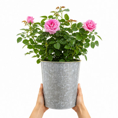 Plants By Post 3L Mum In A Million Pink Rose Bush C - Mum-In-A-Million-3L-Rose - Image 3