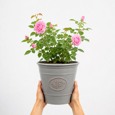 Pink/Grey 3L Mum In A Million Rose Bush - Beautiful Flowering Plant Gift - Premium Plastic Olive - Image 3