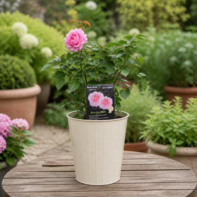 Pink/Cream 3L Mum In A Million Rose Bush - Beautiful Flowering Plant Gift - Metal Vertical Line - Image 3