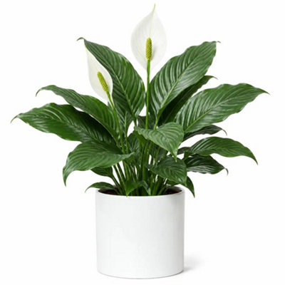 - Spathiphyllum Peace Lily 2L Sofia Glossy White Ceramic PotFlowering Indoor Houseplant