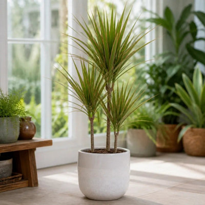  - Dracaena Marginata 3 Stem Dragon Tree 3L White Stoneware PotTropical Indoor Houseplant