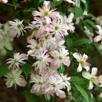 Plant Theory Clematis Marjorie White Flowering Vine Climbing Plant 60Cm Cane 3L Pot from B&Q