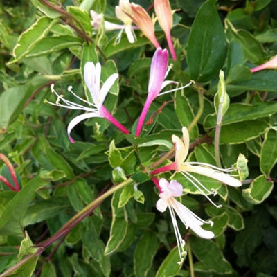 Plant Theory Lonicera Japonica Dart's World White Flowering Climbing Plant 60Cm Cane 3L Pot from B&Q