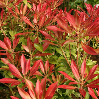 Plant Theory Forest Flame Lily Of The Valley Outdoor Shrub Plant Pieris 2L Pot from B&Q