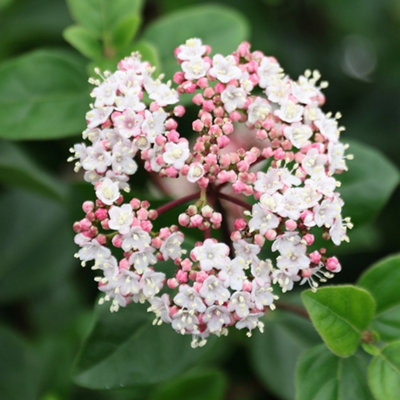 B&Q -  Eve Price Laurustinus Outdoor Shrub Plant Viburnum Tinus 2L Pot
