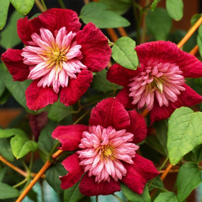 Plant Theory Clematis Avant-Garde Red Flowering Vine Climbing Plant 60Cm Cane 3L Pot