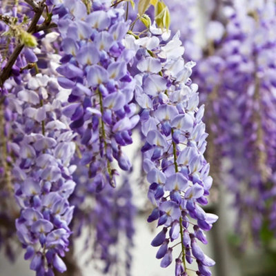 Plant Theory Wisteria Sinensis Chinese Wisteria Purple Flowering Vine Plant 80-100Cm Cane 3L Pot from B&Q