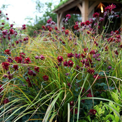 Plant Theory Pheasant's Tail Grass Anemanthele Lessoniana Outdoor Ornamental Plant 2L Pot from B&Q
