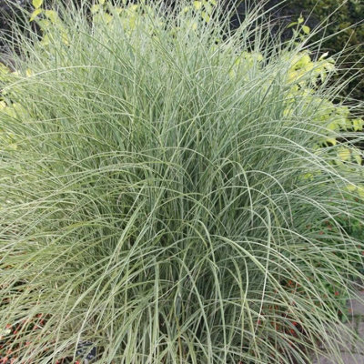 Plant Theory Morning Light Silver Grass Miscanthus Sinensis Outdoor Ornamental Plant 2L Pot from B&Q