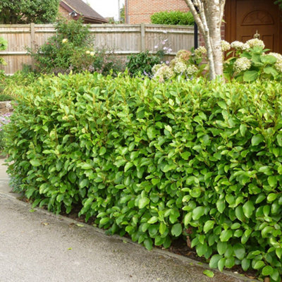 Plant Theory New Zealand Privet Griselinia Littoralis Hedging Plant 9Cm Pot from B&Q