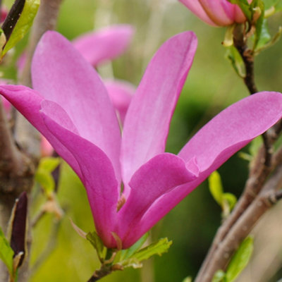 Plant Theory Susan Outdoor Shrub Plant Magnolia Flowering Tree Bush 10L Pot 60Cm100Cm from B&Q
