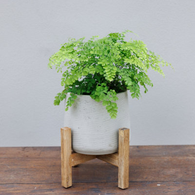 Primrose Textured Concrete Round Garden Planter With Wooden Stand In Cream 30Cm from B&Q