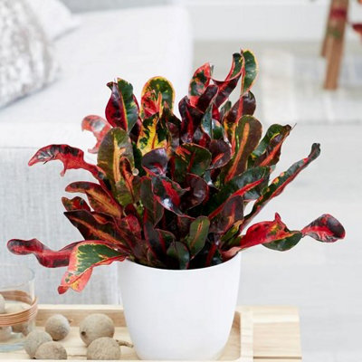 Plant Theory Codiaeum Mammy Joseph's Coat Indoor Multicoloured Tree 40Cm Plant 13Cm Pot from B&Q